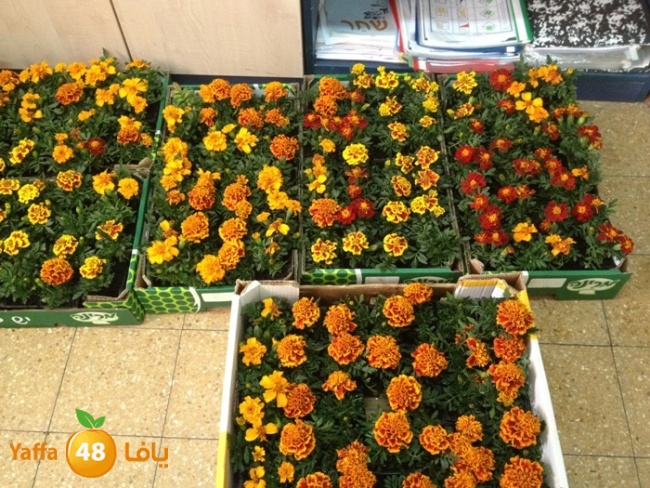 a3maltayebashamela (5).jpg